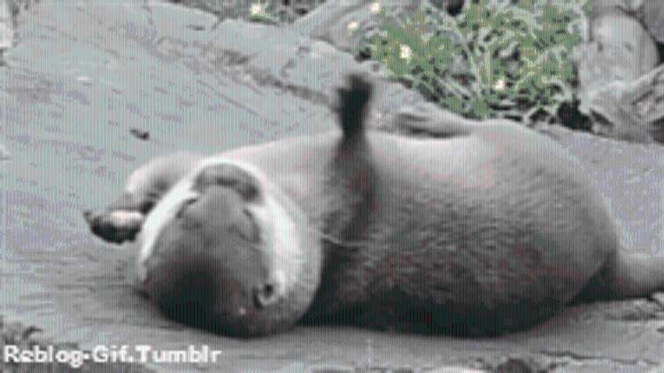tumblr mzgrsdvUIr1t4o62mo1 250