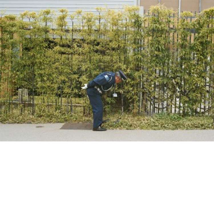 goldpanda.jpg