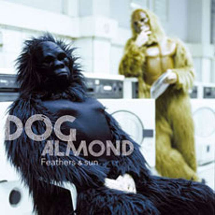 Dog Almond – feathers and sun